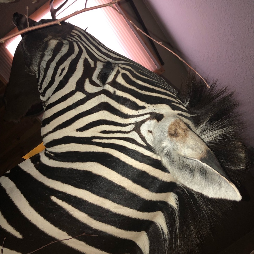Zebra - Picture 7 of 11